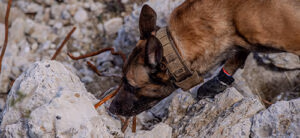 Spezialkurs Sprengstoff Spürhund - Kynotec - Lehrgang
