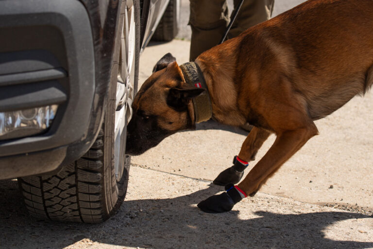 Wir sind seit 2019 mit der Dienstleistung mit Spürhunden aktiv. Seit 2022 f��hren wir Sprengmittelspürhunde.