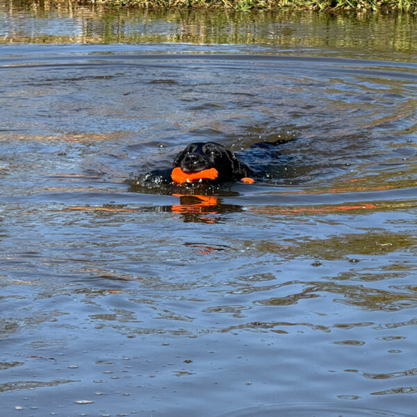 Hundespielzeug Dog Comets Bobber Orange - Image 3