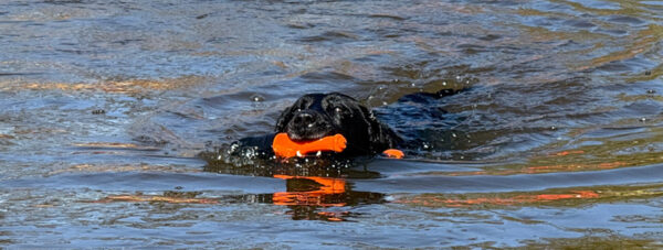 Hundespielzeug Dog Comets Bobber Orange - Image 3