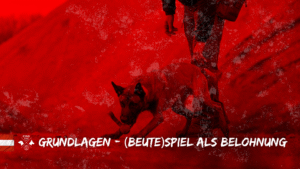 Spürhunde - Grundlagen - (Beute-)Spiel als Belohnung