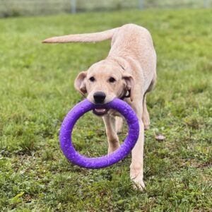 Grundlagen – Motivationsförderung durch das Chasing Game 1