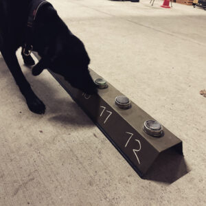 Spürhund 4b – Line Up Suche 2 mit Echtstoff