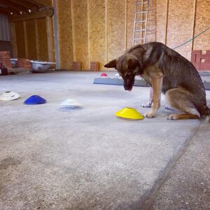 Spürhund 4a – Line Up Suche 2 mit Trainingsstoff