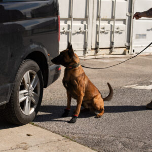 Spürhund 2b Anzeigeaufbau Trainings-/ Echtstoff Futter